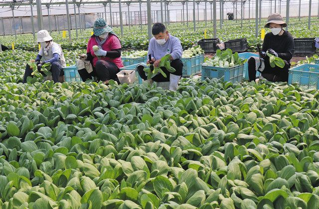 チンゲンサイ 甘みよし 安城で収穫の最盛期迎える 中日新聞web