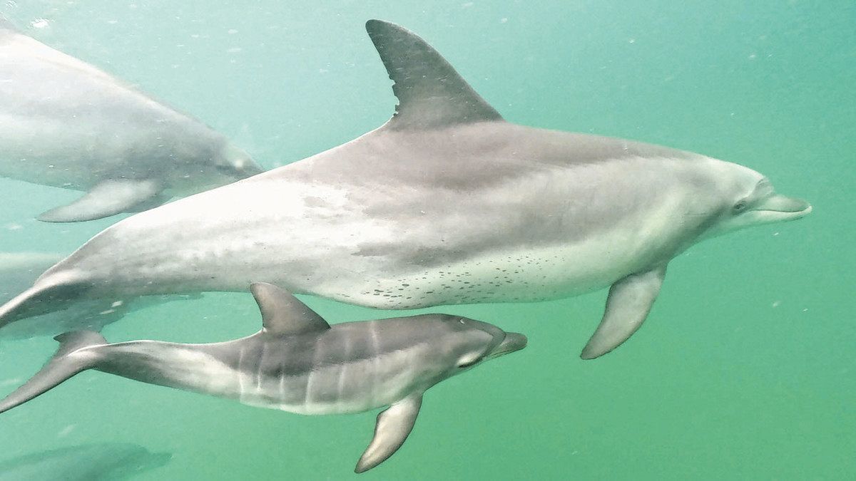 【海を考える】水中の赤ちゃんパチリ 七尾湾のイルカ 能登島移住・中西さん成功：北陸中日新聞Web