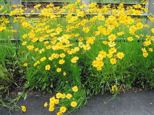 オオキンケイギク 駆除呼び掛け 県中央植物園 生態系を脅かす 北陸中日新聞web