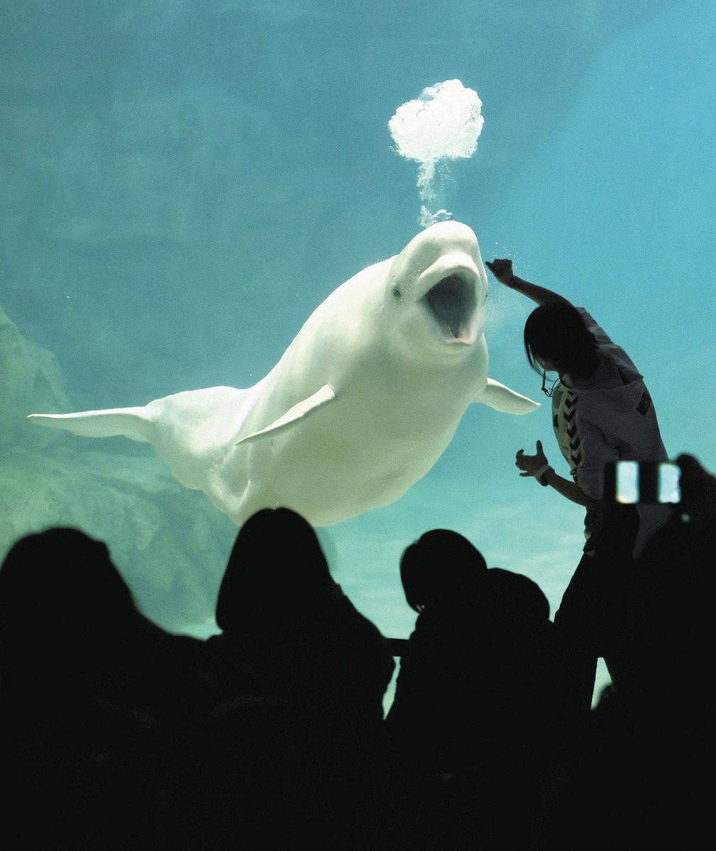 平日限定、愛らしいベルーガの姿を間近で 名古屋港水族館で2月3日から