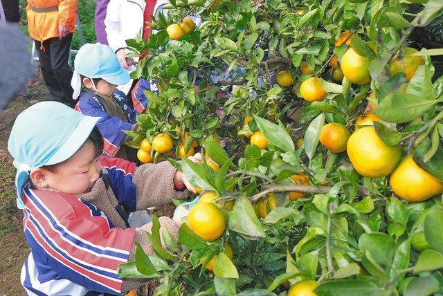 ミカン狩り 園児上手 春江 火の用心 法被姿で 日刊県民福井web