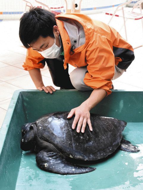 保護したクロウミガメ一般公開 紀宝の道の駅 中日新聞web