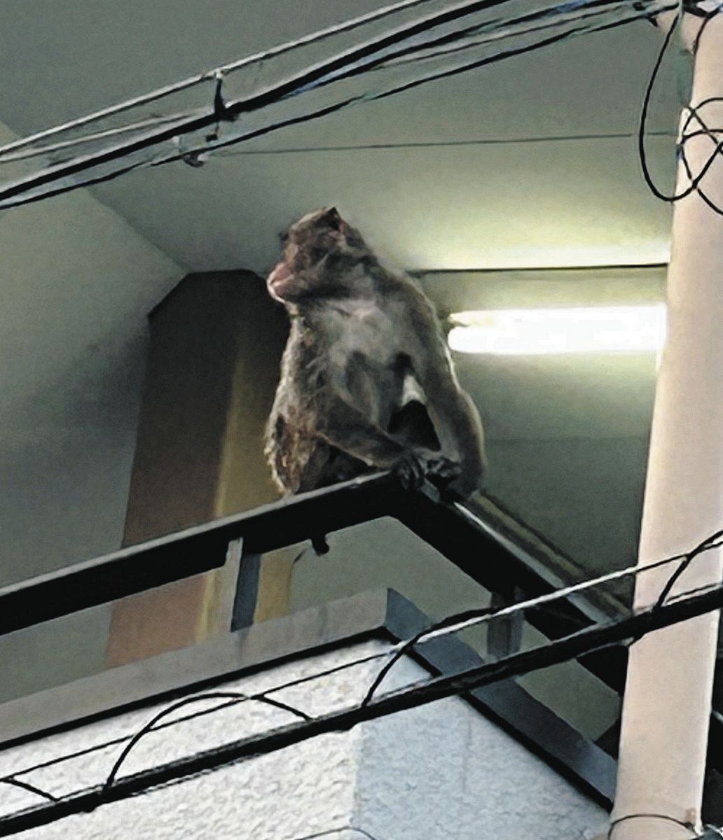 遭遇しても目を合わせたりしないで！サルの目撃相次ぐ 愛知県蟹江町と