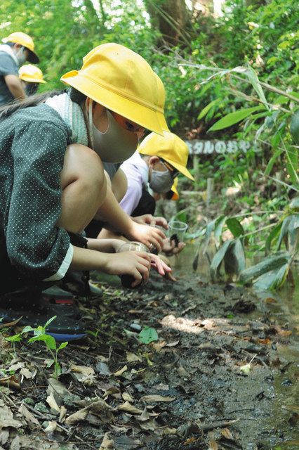 ホタル幼虫 元気に育って ファミリーパーク 北陸中日新聞web