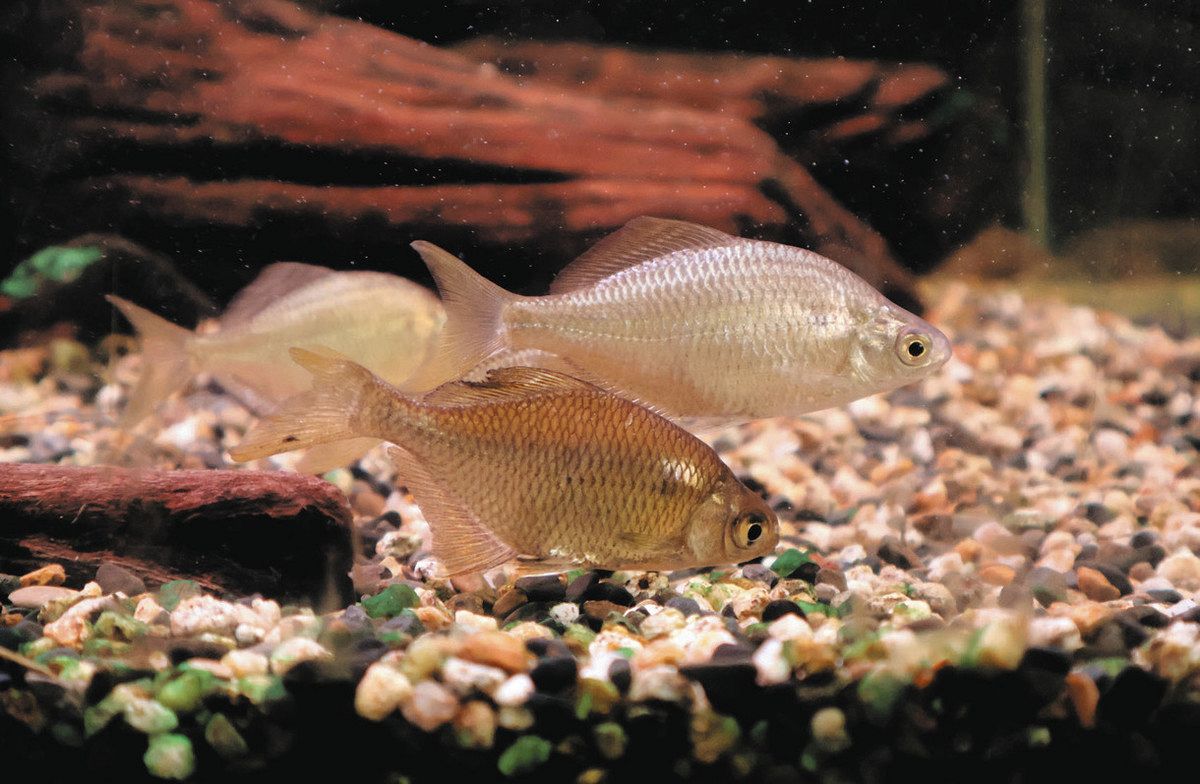 白く透き通った姿のイタセンパラ 一宮・三井住友信託銀支店で展示：中日新聞Web