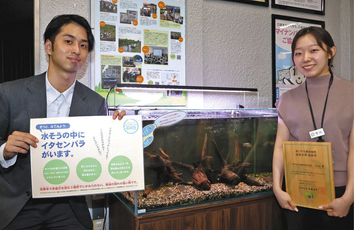 白く透き通った姿のイタセンパラ 一宮・三井住友信託銀支店で展示：中日新聞Web