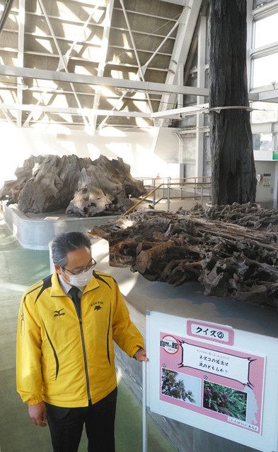 ジオパークと鬼滅 コラボ 魚津埋没林博物館 工夫のクイズラリー 北陸中日新聞web ジオパークと鬼滅 コラボ 魚津埋没林博物館 工夫のクイズラリー 北陸中日新聞web