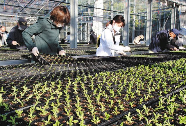 湖西市でボランティアら 花苗植え替え 中日新聞しずおかweb 湖西市でボランティアら 花苗植え替え 中日新聞しずおかweb