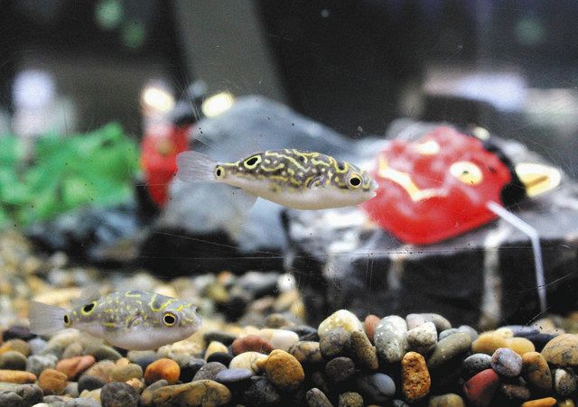 節分に向けフグの鬼退治 各務原のアクア トト 中日新聞web 節分に向けフグの鬼退治 各務原のアクア トト 中日新聞web