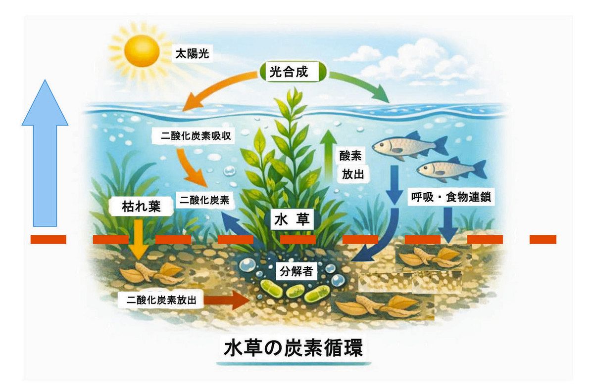 ため池の水草を温暖化対策に 豊明市、「ブルーカーボン」拡大へ調査 