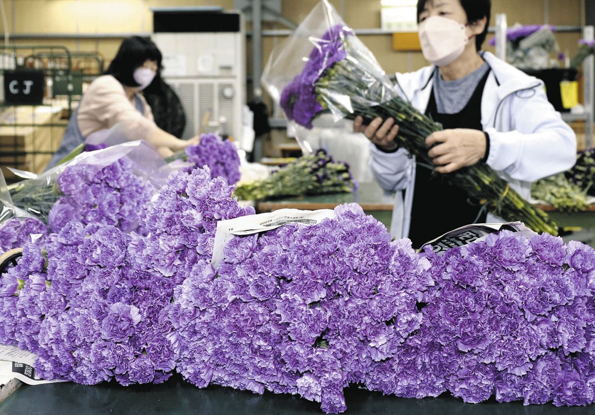 母に青いカーネーションを 千葉・芝山で出荷ピーク:中日新聞Web 母に青いカーネーションを 千葉・芝山で出荷ピーク:中日新聞Web