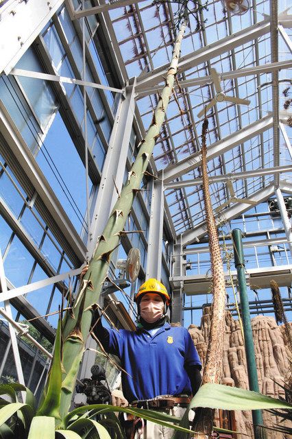 高さ１０メートルのアガベ アトロビレンス開花 名古屋 東山動植物園 中日新聞web