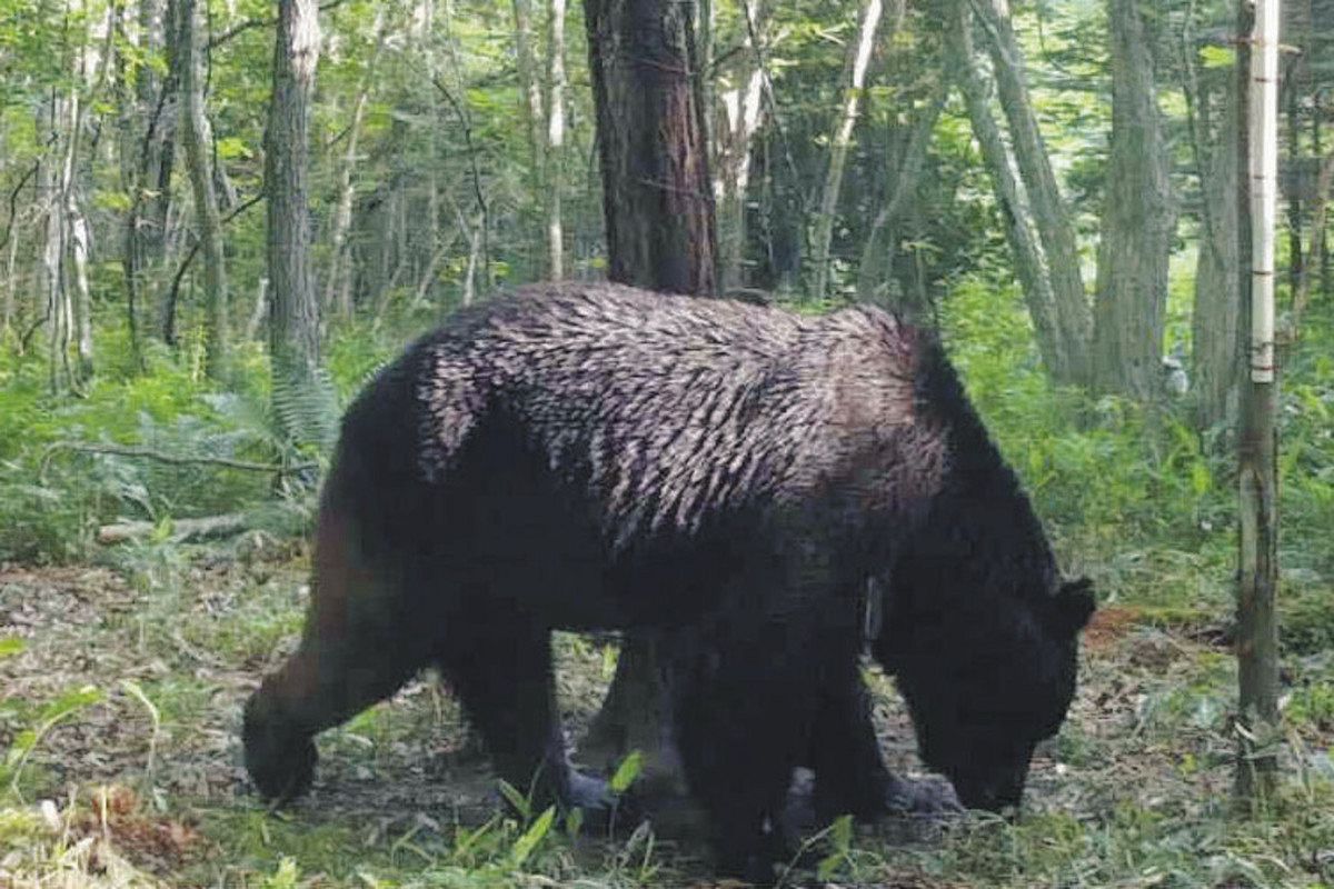 骨 1個 何の骨かわかりません。ヒグマかな-