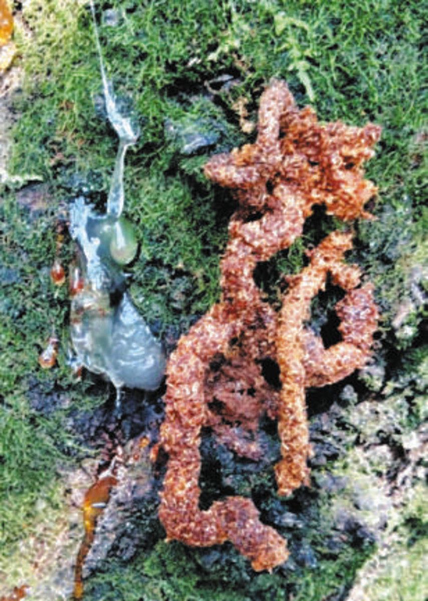 クビアカツヤカミキリの樹木被害広がる 長浜で13カ所、41本確認：中日