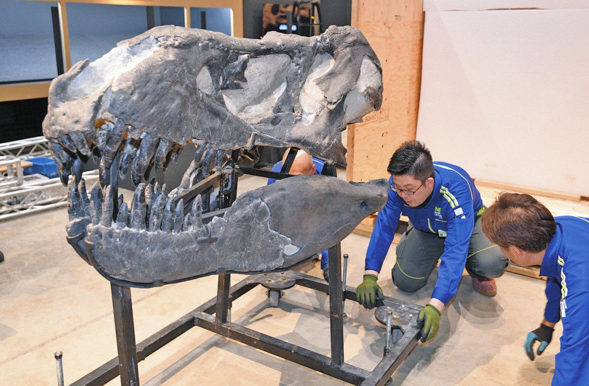 恐竜の化石の迫力感じて 12日から県立博物館で特別展：中日新聞Web