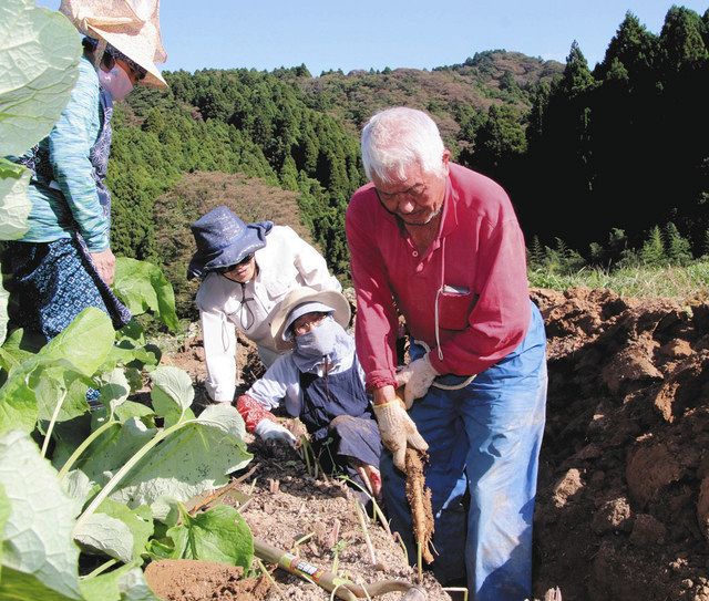 旬の 沢野ごぼう どっこいしょ 七尾の農家 収穫進める 北陸中日新聞web