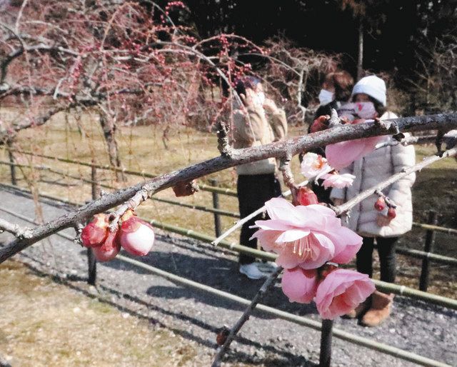 ピンクや赤 ちらほらと 鈴鹿 菅原神社 しだれ梅咲きだす 中日新聞web