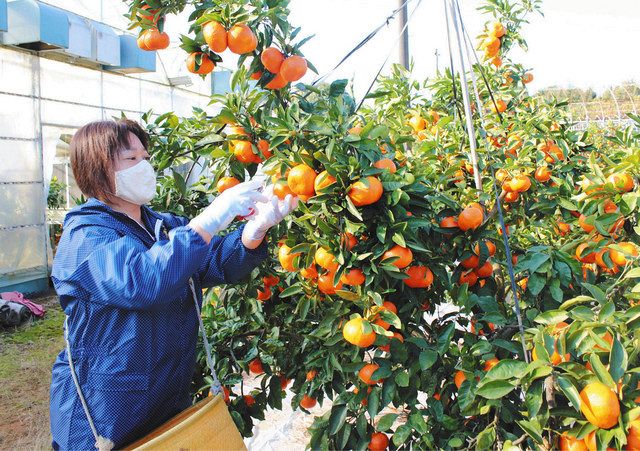 濃厚な味わいが特徴の「あかね夕焼け姫」＝豊川市上長山町で 