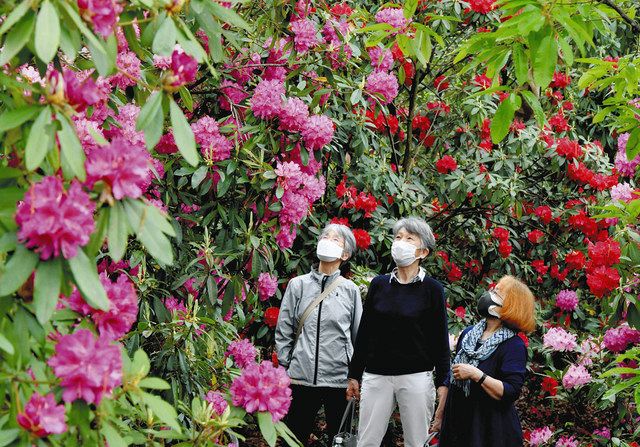 花木の王様「シャクナゲ」が満開 東山動植物園：中日新聞Web