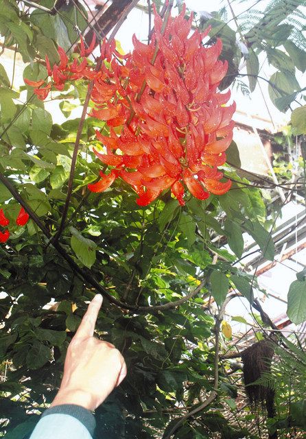炎のように赤い ムクナ ベネッティ 東山動植物園で見ごろ 中日新聞web