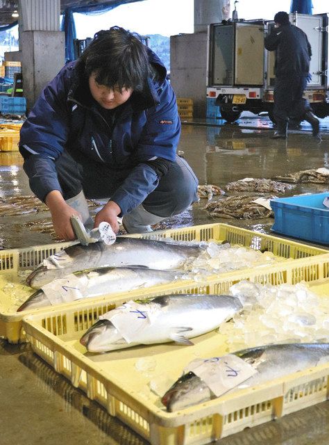 宇出津寒ぶり 今季終了 昨季下回る7匹 北陸中日新聞web