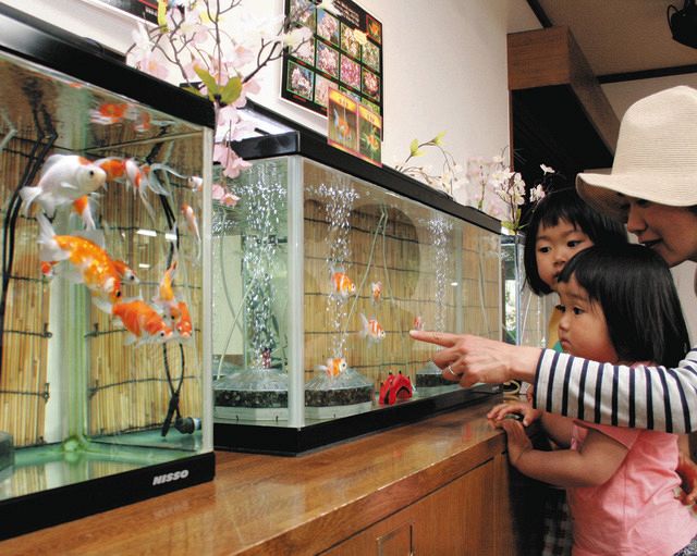 舞い泳ぐ「桜金魚」楽しんで 安曇野の公園で展示：中日新聞Web