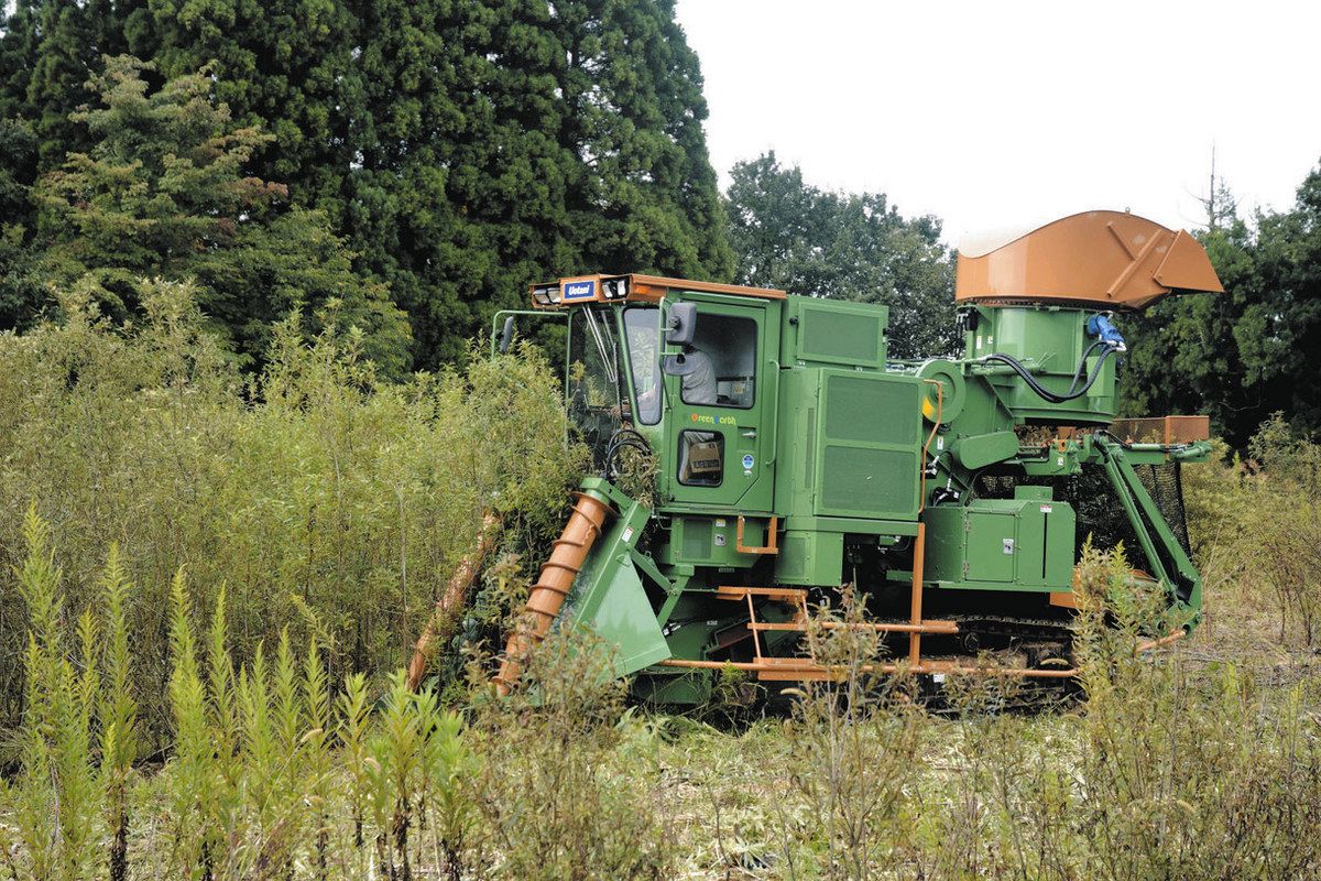 勢いよくタチヤナギを刈り取る収穫機＝富山市婦中町で
