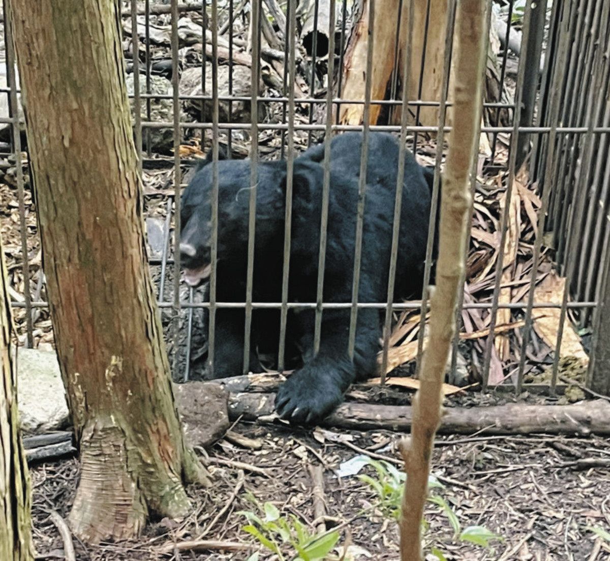 ツキノワグマ「指定希少種」三重県が解除検討へ 出没相次ぎ「クマ