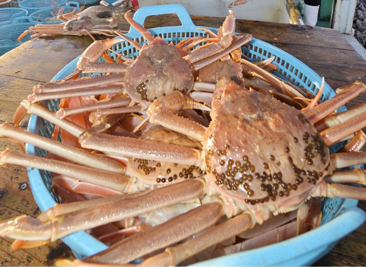 ズワイガニ漁獲枠10％減の3000トン 水産庁、資源保護目指す：中日新聞Web