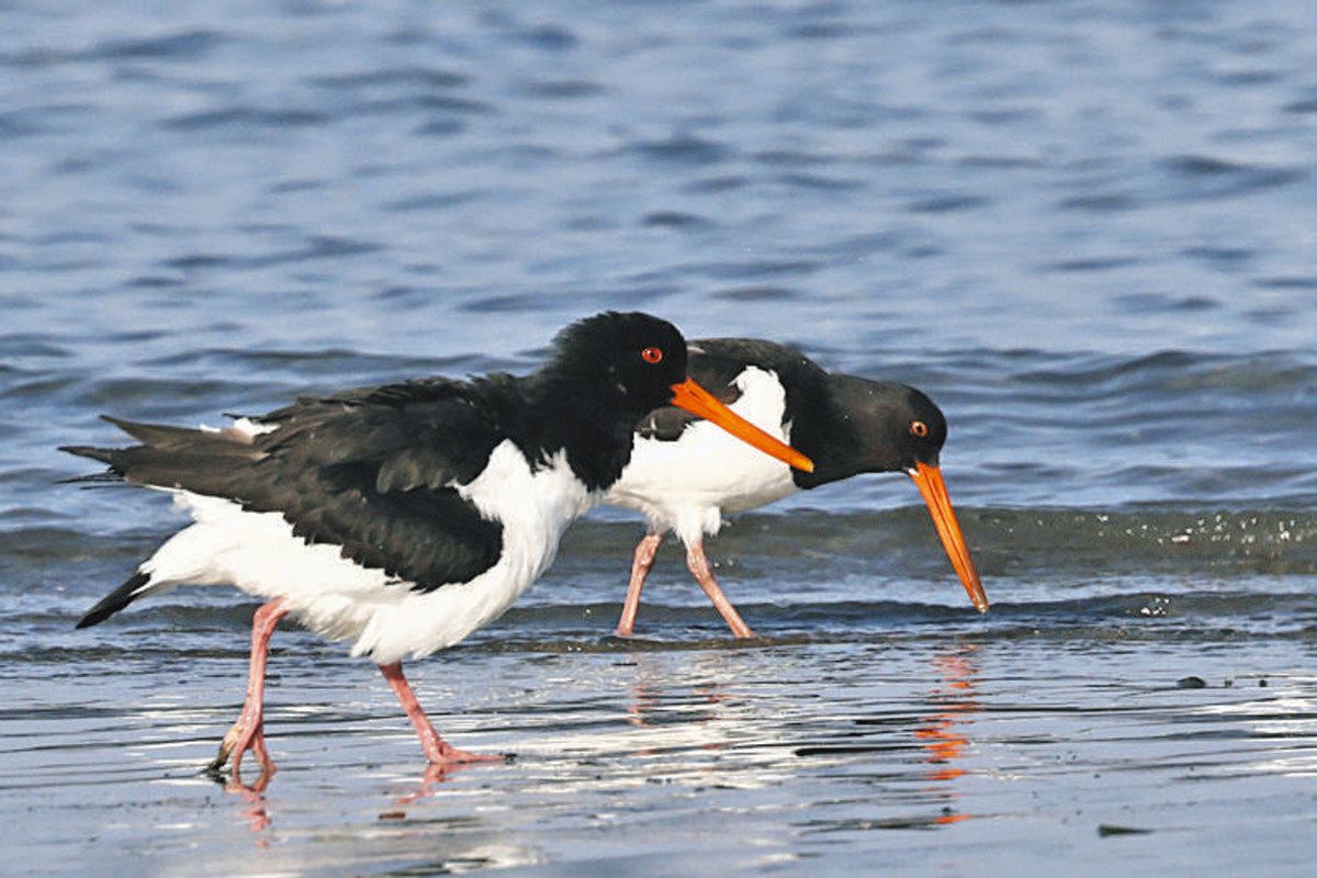 ミヤコドリの飛来数が過去最多 野鳥の会「誇れる自然 観察してみて