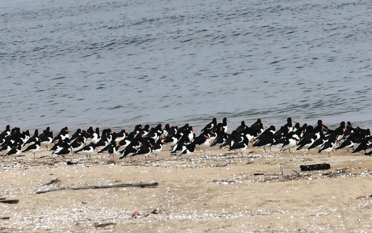 ミヤコドリの飛来数が過去最多 野鳥の会「誇れる自然 観察してみて