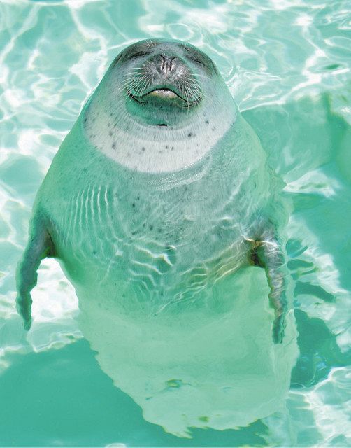 富山】レジェンドアザラシ 天国へ 魚津水族館「ミミ」：北陸中日新聞Web