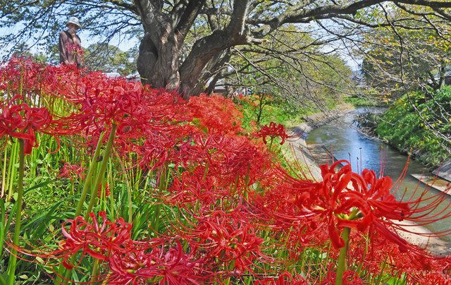 秋の土手に燃える赤 越前 吉野瀬川 中日新聞web