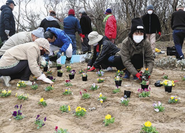 千里浜の玄関口 花で彩る 地元町会 道路沿いに植える 北陸中日新聞web