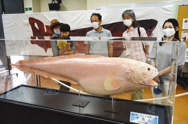 名無しの亀❤️海水魚　淡水魚 水深1000mからやってきた深海の激レア生物展示開始｜アクアマリンふくしま