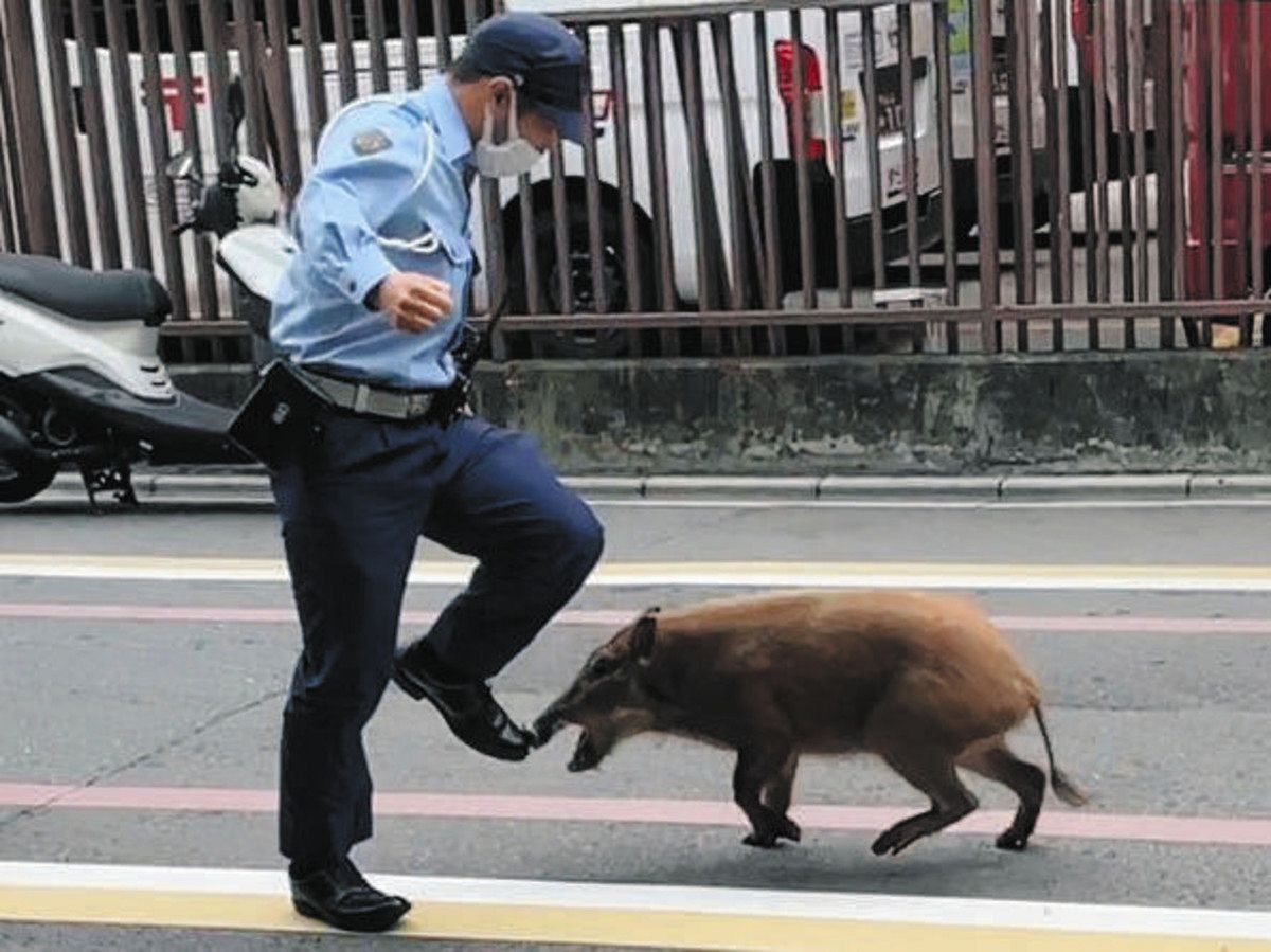 出るのはクマだけじゃない イノシシも各地で大暴れ:中日新聞Web 出るのはクマだけじゃない イノシシも各地で大暴れ:中日新聞Web