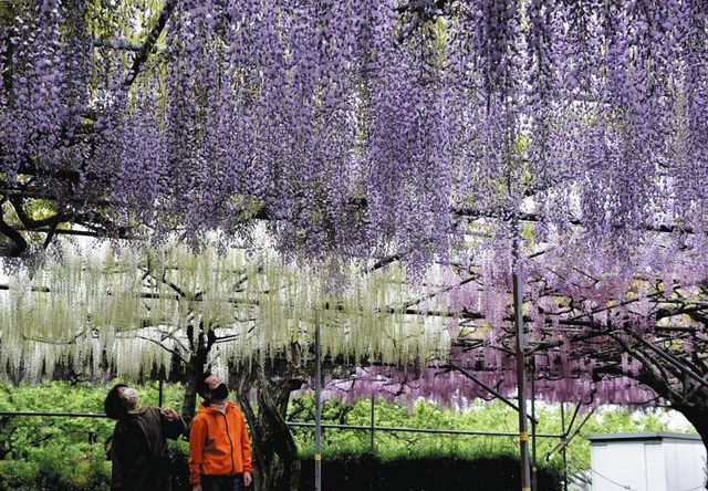 頭上を覆う３色の藤の花＝豊丘村の泉龍院で