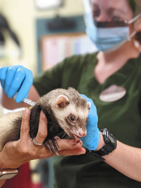 コロナワクチン 動物にも必要 米の動物園で接種始まる 中日新聞web