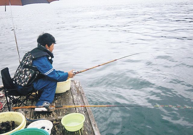 貴重な銀りん４５センチ 三重県鳥羽市 畔蛸イカダ 中日スポーツ 東京中日スポーツ
