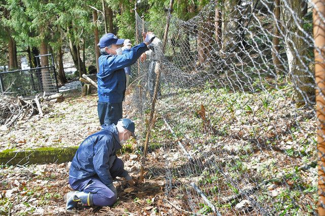 大野の群生地 矢ばなの里 カタクリの花 シカから守る 日刊県民福井web