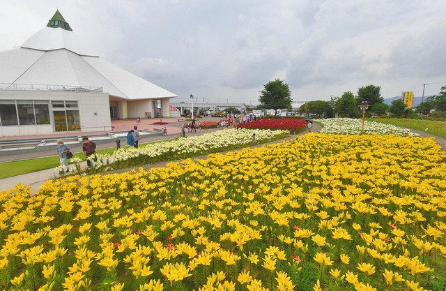 ユリのじゅうたん 色鮮やか 春江 ゆりの里公園 日刊県民福井web