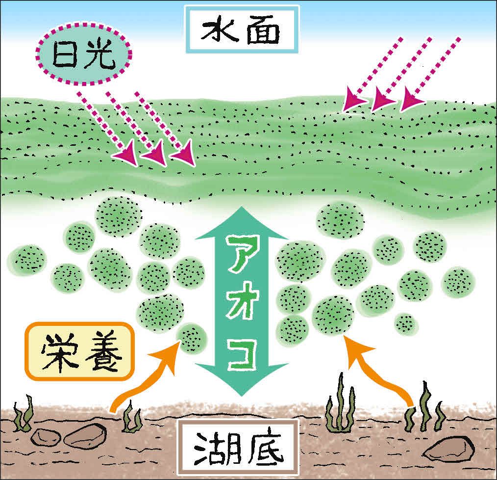 （408）アオコの不思議な運動 （芳賀裕樹）：中日新聞Web