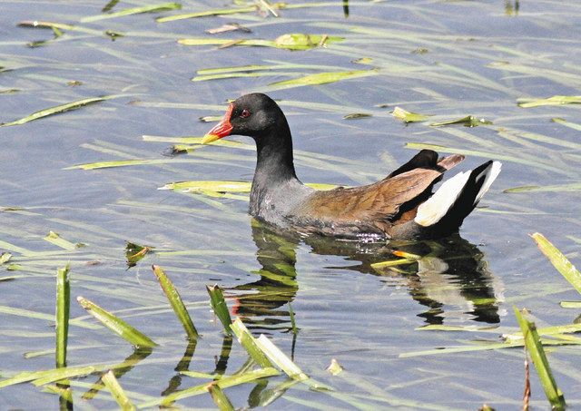 渡り鳥バンを岐阜大にもう一度 学生らが生息地保全の試み 中日新聞web