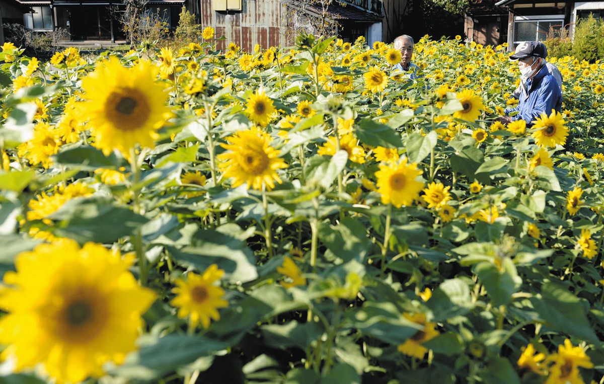 田中幸男 ひまわり畑 油彩 絵画 田中幸男 ひまわり畑 油彩 絵画 2025年