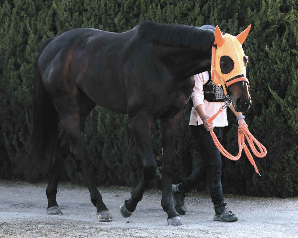 天皇賞・春】武豊ショウナンラプンタ3着で〝ダブル快挙〟ならず