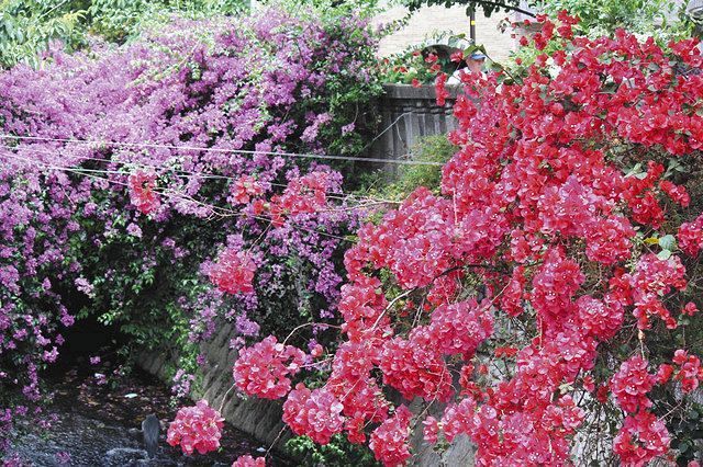 熱海で南国の雰囲気 ブーゲンビリア見頃 中日新聞しずおかweb