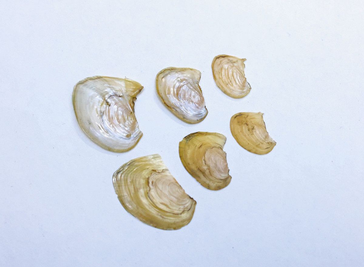 ★特選一点貝★コレは買いだ！【そう、イケチョウ貝だ】 ☆特選一点貝☆コレは買いだ！【そう、イケチョウ貝だ】