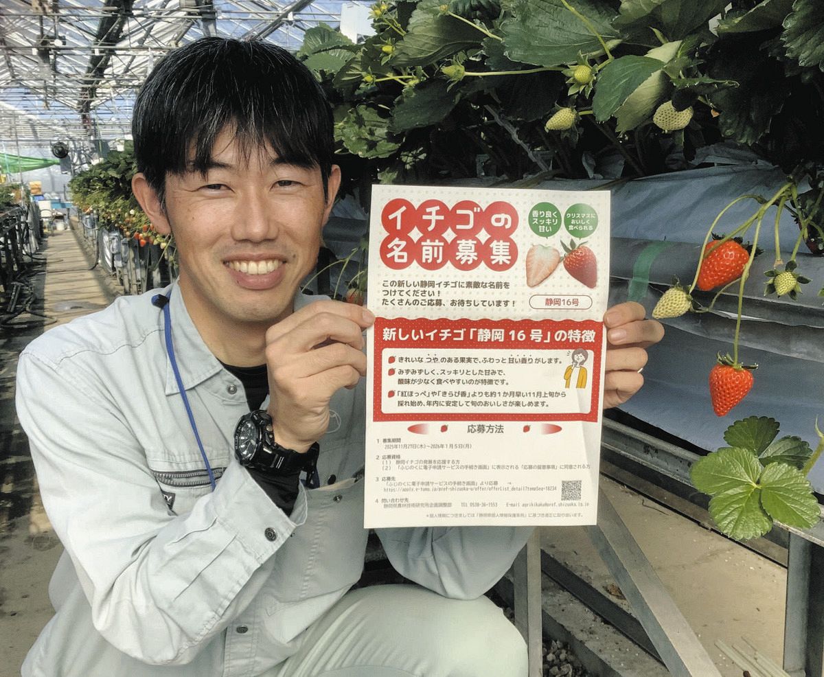 旬が早いイチゴ新品種 ｢暑い秋｣に対応 県農林研が名前募集：中日新聞