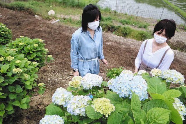 アジサイ 梅雨空に映える 鈴鹿ほたるの里で開花 中日新聞web