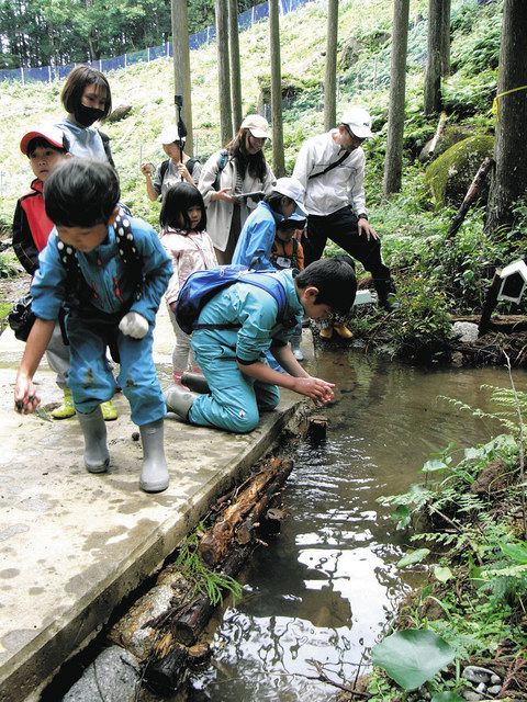 夢中になってイモリを捕まえる子どもたち＝尾鷲市九鬼町で